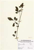 藏品(虎葛)的圖片